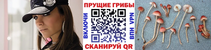 даркнет наркотические препараты  где купить наркотик  Воткинск  Псилоцибиновые грибы мицелий 